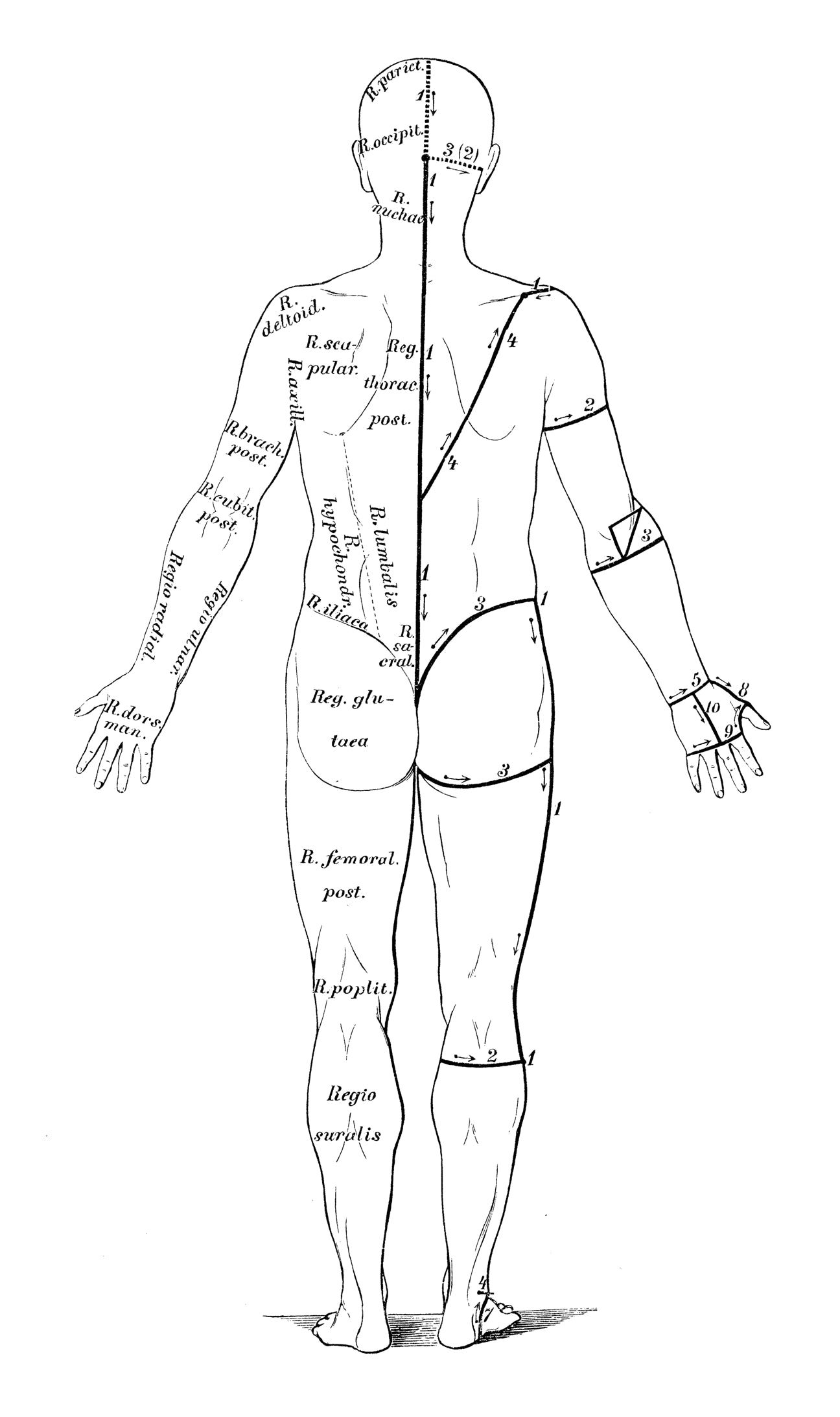 Menschlicher Körper Zeichnung
